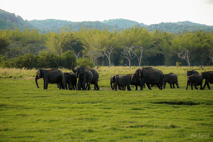 Minneriya National Park Half Day Private Safari With Expert Guide - Photo 1 of 25
